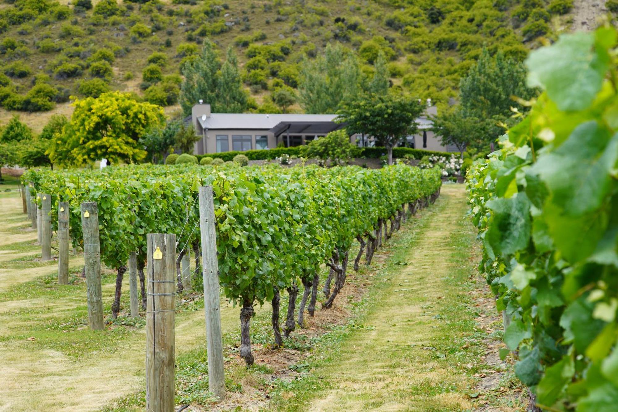 Mt Rosa Lodge Boutique Vineyard Accommodation Wanaka Exteriér fotografie