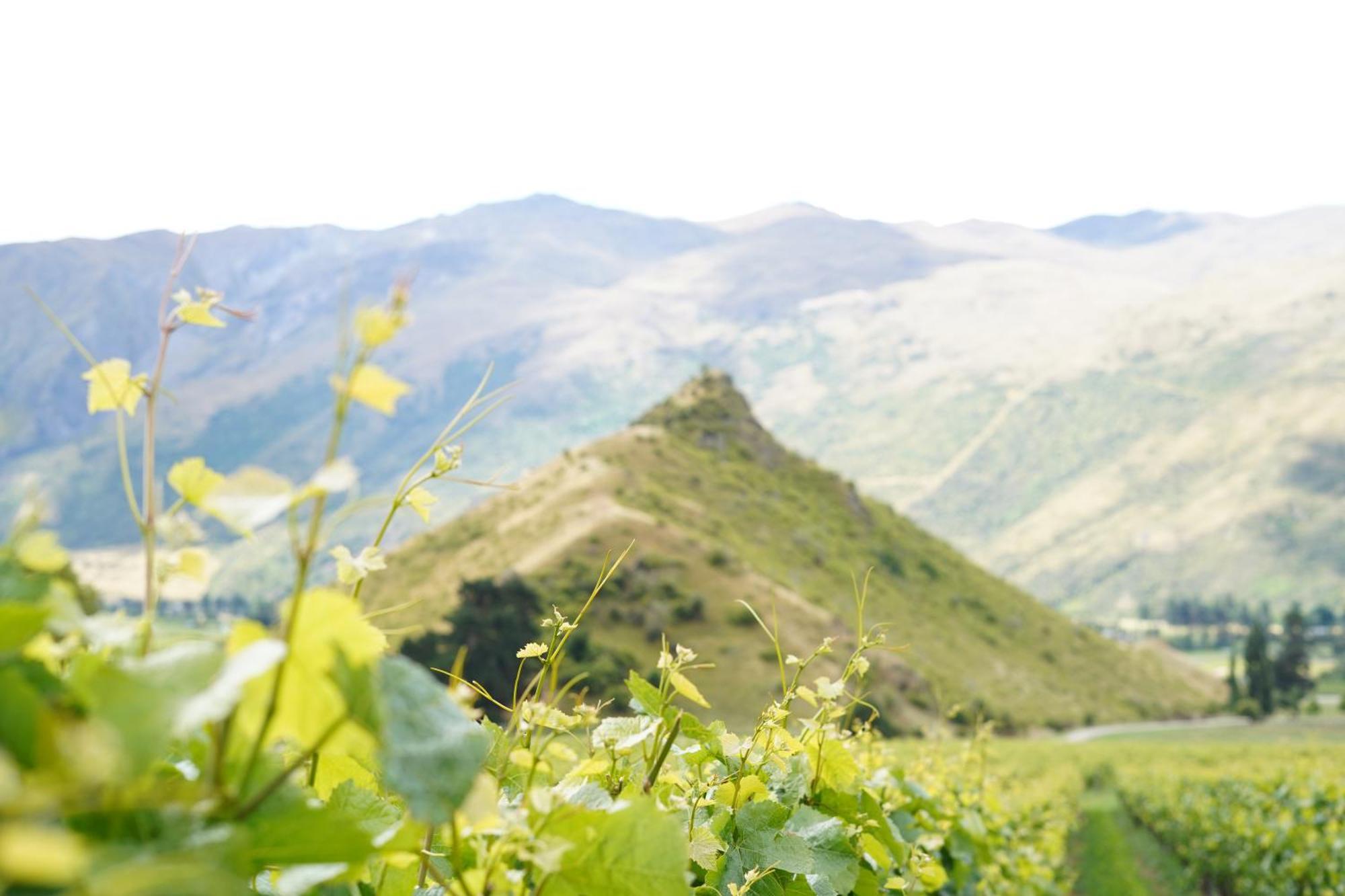 Mt Rosa Lodge Boutique Vineyard Accommodation Wanaka Exteriér fotografie