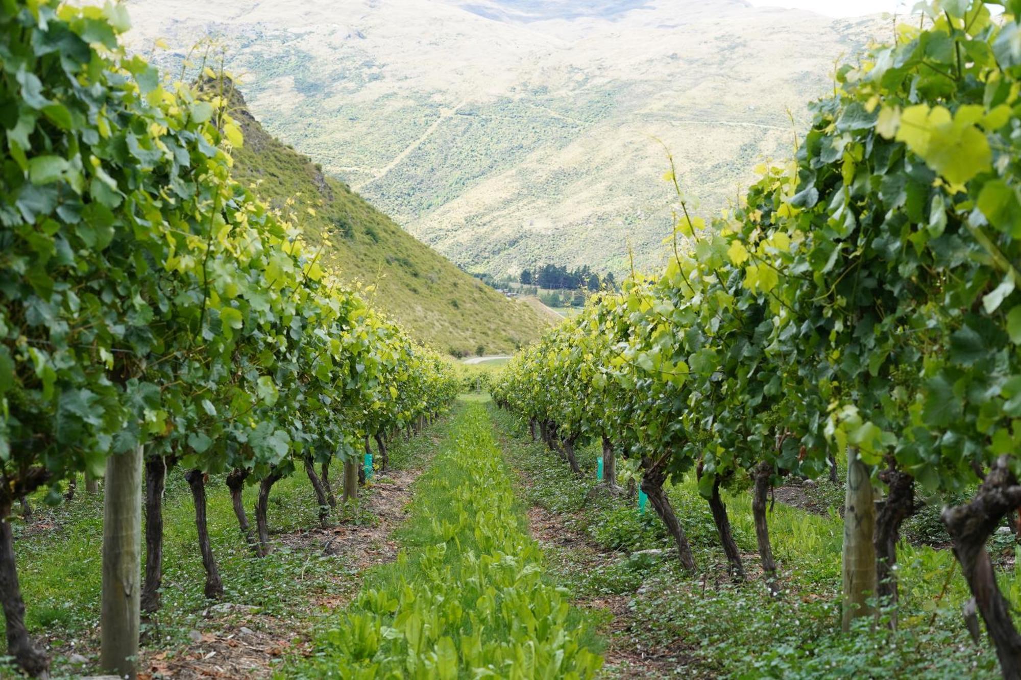 Mt Rosa Lodge Boutique Vineyard Accommodation Wanaka Exteriér fotografie